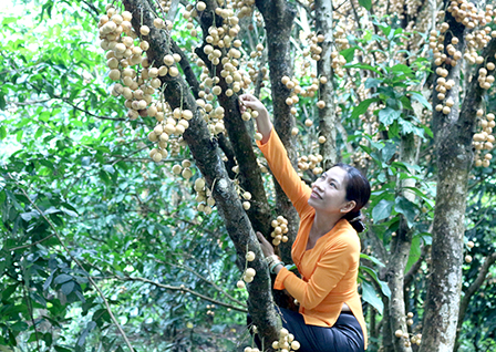 phong-điền-–-régions-de-fruits
