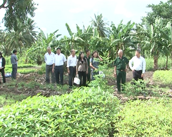 Hình 3: Hội Cựu chiến binh quận cùng với lãnh đạo quận Ninh Kiều thăm mô hình trồng rau sạch